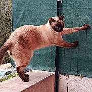 Cookies a rejoint le concours — aidez-le/la à gagner de superbes lots ! balcony, blue_eyes, car, cat, climbing, concrete, curious, feline, fur, ledge, outdoor, paws, pet, portrait, privacy_screen, siamese_cat, stretching, tail, trees, whiskers