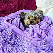 Harley is registered to the contest to win money with this photo: dog, blanket, purple, cozy, pet, fur, small_dog, bed, pillow, indoor, cute, snuggled, fur_texture, comfort, resting, animal, home, relaxed, quilted, soft