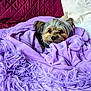dog, blanket, purple, cozy, pet, fur, small_dog, bed, pillow, indoor, cute, snuggled, fur_texture, comfort, resting, animal, home, relaxed, quilted, soft