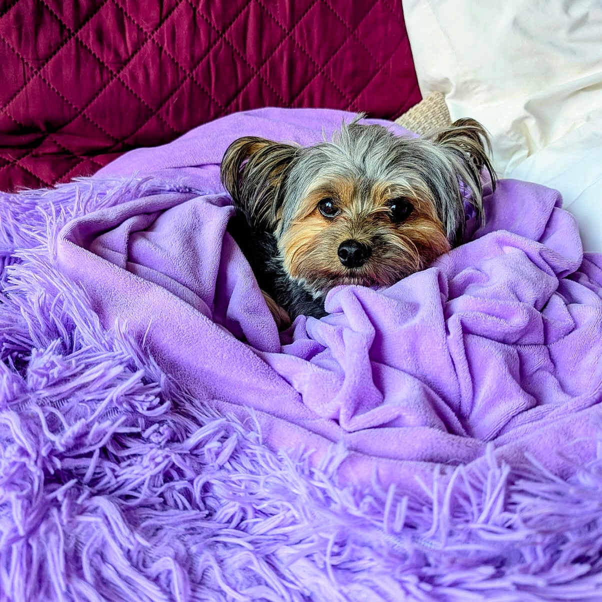 Harley is registered to the contest to win money with this photo: animal, bed, blanket, comfort, cozy, cute, dog, fur, fur_texture, home, indoor, pet, pillow, purple, quilted, relaxed, resting, small_dog, snuggled, soft