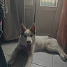 Bella participe au concours pour gagner de l'argent avec cette photo : dog, indoor, floor, door, curtain, pet, animal, white_fur, tongue_out, relaxed, tile_floor, home, resting, canine, ears_up, looking_at_camera, domestic_animal, quiet, shadow, window