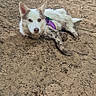 dog, mud, dirt, outdoor, nature, forest, greenery, canine, pet, resting, harness, white_dog, muddy_paws, animal, summer, daytime, lying_down, ears_up, curious, ground