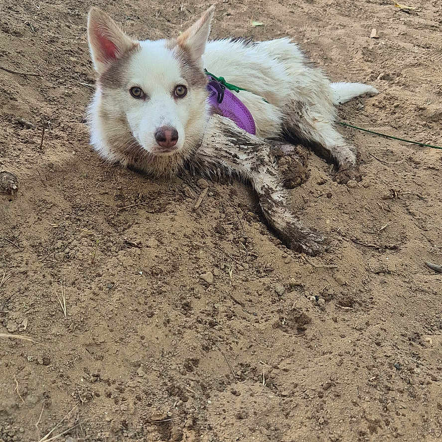 Bella