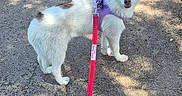 Bella a rejoint le concours — aidez-le/la à gagner de superbes lots ! dog, leash, purple_harness, path, outdoor, sunlight, shadow, curious, walking, pet, canine, fur, white_dog, brown_spots, nature, pavement, summer, daylight, animal, companion