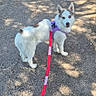 dog, leash, purple_harness, path, outdoor, sunlight, shadow, curious, walking, pet, canine, fur, white_dog, brown_spots, nature, pavement, summer, daylight, animal, companion