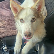Bella a rejoint le concours — aidez-le/la à gagner de superbes lots ! dog, car_interior, seat, seatbelt, towel, pet, animal, fur, ears, eyes, resting, curious, passenger_seat, leash, black_leather, window, door_handle, seat_cushion, relaxed, vehicle