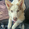dog, car_interior, seat, seatbelt, towel, pet, animal, fur, ears, eyes, resting, curious, passenger_seat, leash, black_leather, window, door_handle, seat_cushion, relaxed, vehicle