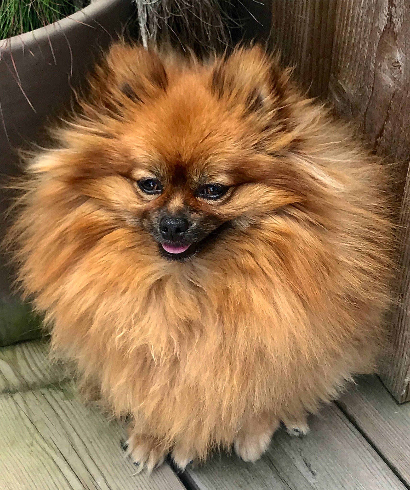 Ola participe au concours pour gagner de l'argent avec cette photo : ancient_dog_breeds, canidae, carnivore, companion_dog, dog, dog_breed, fawn, fur, german_spitz, german_spitz_klein, german_spitz_mittel, mammal, non_sporting_group, pomeranian, puppy, spitz, sporting_group, toy_dog, vertebrate, volpino_italiano