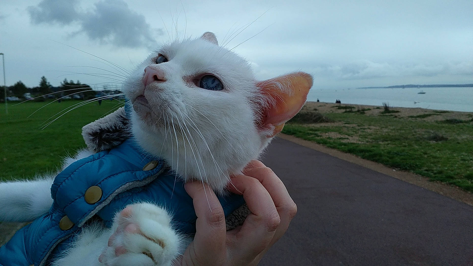 Ralph joined the competition — help win amazing prizes! carnivore, cat, felidae, finger, fur, gesture, nail, organism, paw, skin, small_to_medium_sized_cats, snout, whiskers