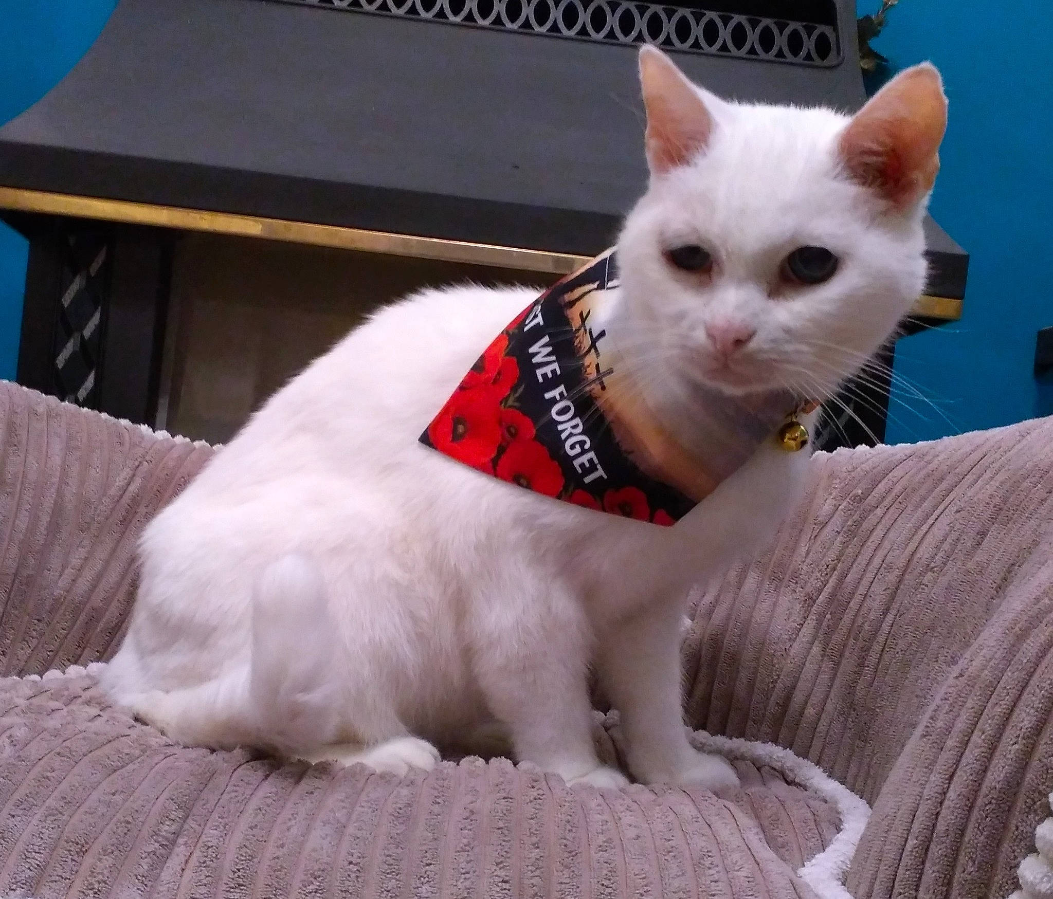 Ralph is registered to the contest to win money with this photo: carnivore, cat, collar, felidae, fur, linens, small_to_medium_sized_cats, snout, vertebrate, whiskers