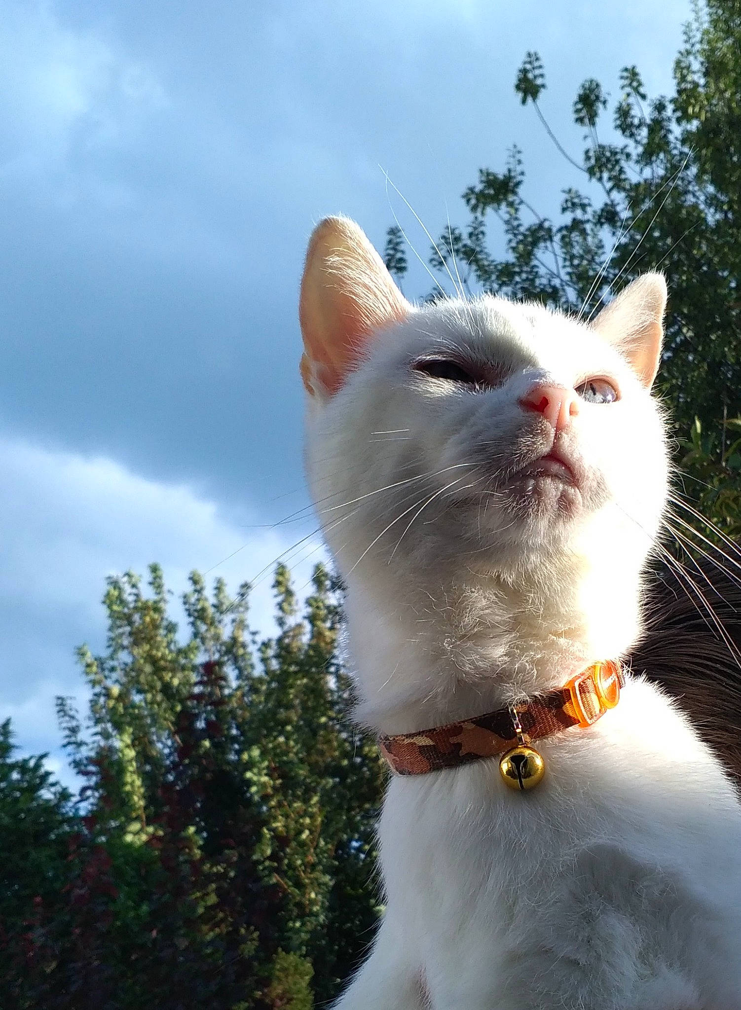 Ralph is registered to the contest to win money with this photo: carnivore, cat, collar, daytime, dog_collar, felidae, fur, small_to_medium_sized_cats, snout, sunlight, tail, terrestrial_animal, vertebrate, whiskers