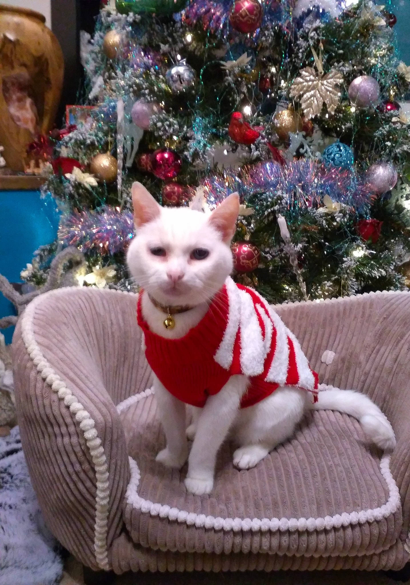 Ralph joined the competition — help win amazing prizes! carnivore, cat, cat_supply, christmas, christmas_decoration, christmas_eve, christmas_ornament, christmas_tree, conifer, felidae, fur, holiday, holiday_ornament, home_accessories, interior_design, ornament, small_to_medium_sized_cats, snout, vertebrate, whiskers