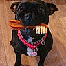 dog, black_dog, pet, toy, chew_toy, collar, pink_collar, indoor, wooden_floor, looking_up, small_dog, playful, animal, cute, domestic_animal, flooring, ears, eyes, mouth, chain_collar