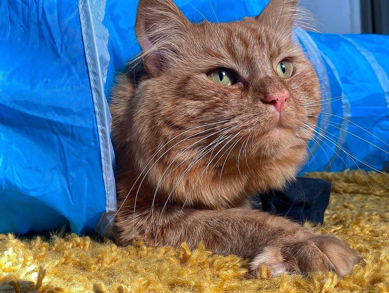 Howard is registered to the contest to win money with this photo: animal_shelter, blue, carnivore, cat, cat_supply, claw, domestic_short_haired_cat, drinking, electric_blue, fawn, felidae, fur, grass, paw, pet_supply, small_to_medium_sized_cats, snout, terrestrial_animal, whiskers, wildlife