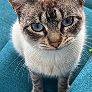 Léia a rejoint le concours — aidez-le/la à gagner de superbes lots ! cat, blue_eyes, striped_fur, whiskers, ears, nose, teal_couch, feline, pet, indoor, close_up, curious, sitting, domestic_animal, animal, fur, portrait, looking_up, soft_light, cute