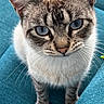 cat, blue_eyes, striped_fur, whiskers, ears, nose, teal_couch, feline, pet, indoor, close_up, curious, sitting, domestic_animal, animal, fur, portrait, looking_up, soft_light, cute
