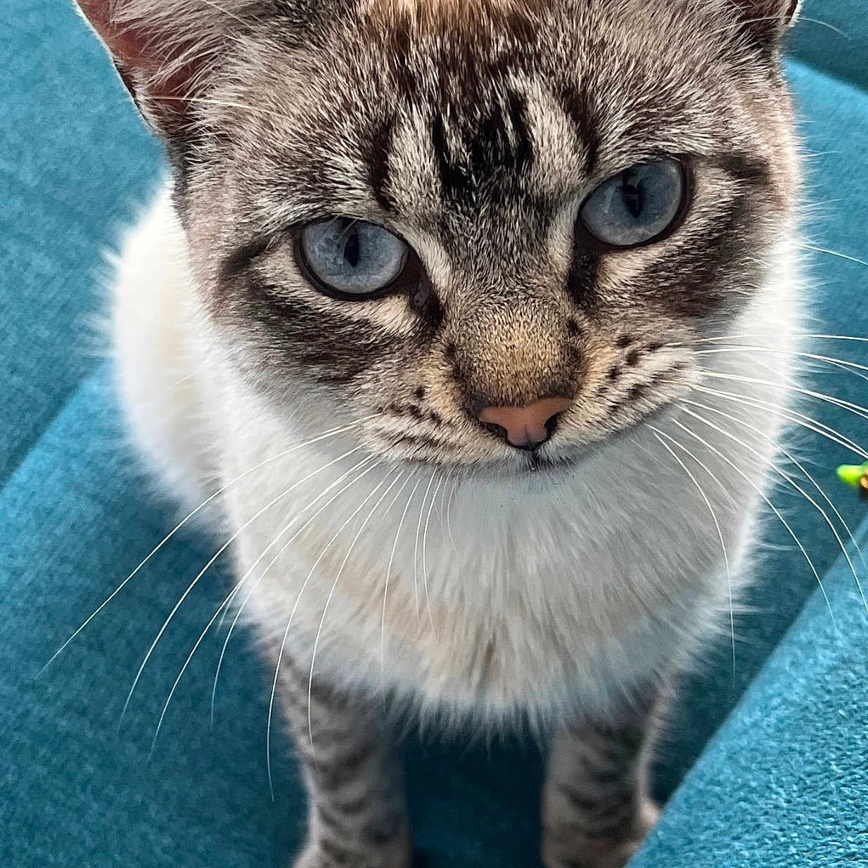 Léia