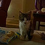Biscuit is registered to the contest to win money with this photo: kitten, cat, indoor, couch, crackers, food, pet, small, curious, feline, fur, animal, domestic, young, eyes, whiskers, table, chair, cozy, dim_light