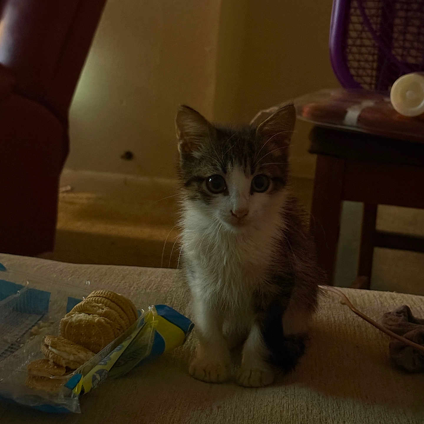 Biscuit is registered to the contest to win money with this photo: animal, cat, chair, couch, cozy, crackers, curious, dim_light, domestic, eyes, feline, food, fur, indoor, kitten, pet, small, table, whiskers, young