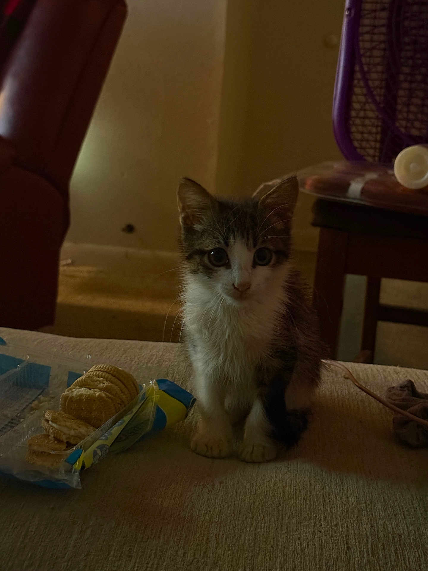 Biscuit is registered to the contest to win money with this photo: kitten, cat, indoor, couch, crackers, food, pet, small, curious, feline, fur, animal, domestic, young, eyes, whiskers, table, chair, cozy, dim_light