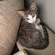 Biscuit joined the competition — help win amazing prizes! cat, kitten, tabby, white_markings, feline, pet, indoor, couch, cushion, beige, fur, whiskers, ears, tail, relaxed, curious, cozy, closeup, young, looking_up