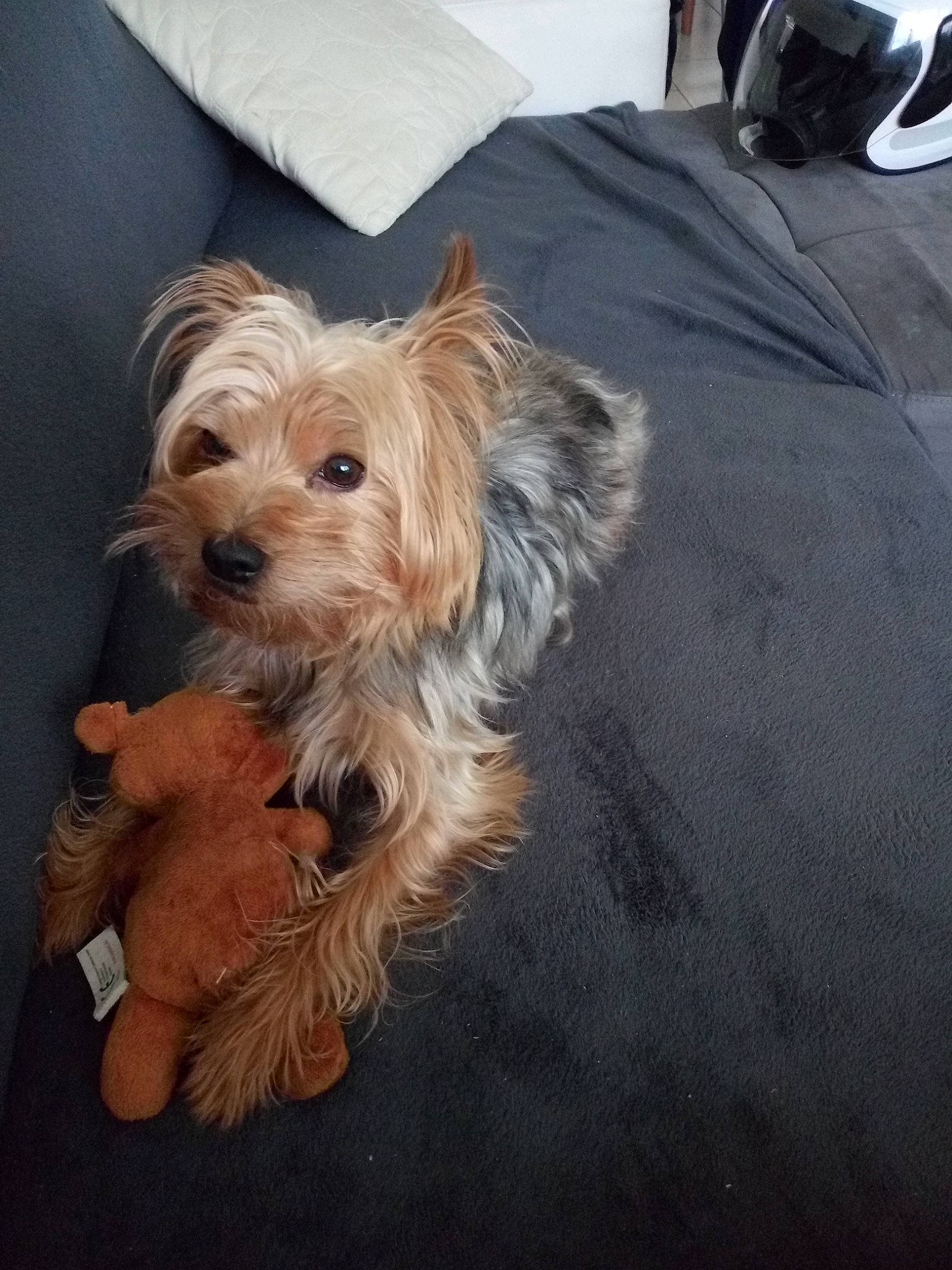 Jimmy participe au concours pour gagner de l'argent avec cette photo : biewer_terrier, canidae, carnivore, companion_dog, dog, dog_breed, dog_supply, fawn, fur, liver, maltepoo, non_sporting_group, puppy, small_terrier, snout, sporting_group, terrier, toy_dog, working_animal, yorkipoo