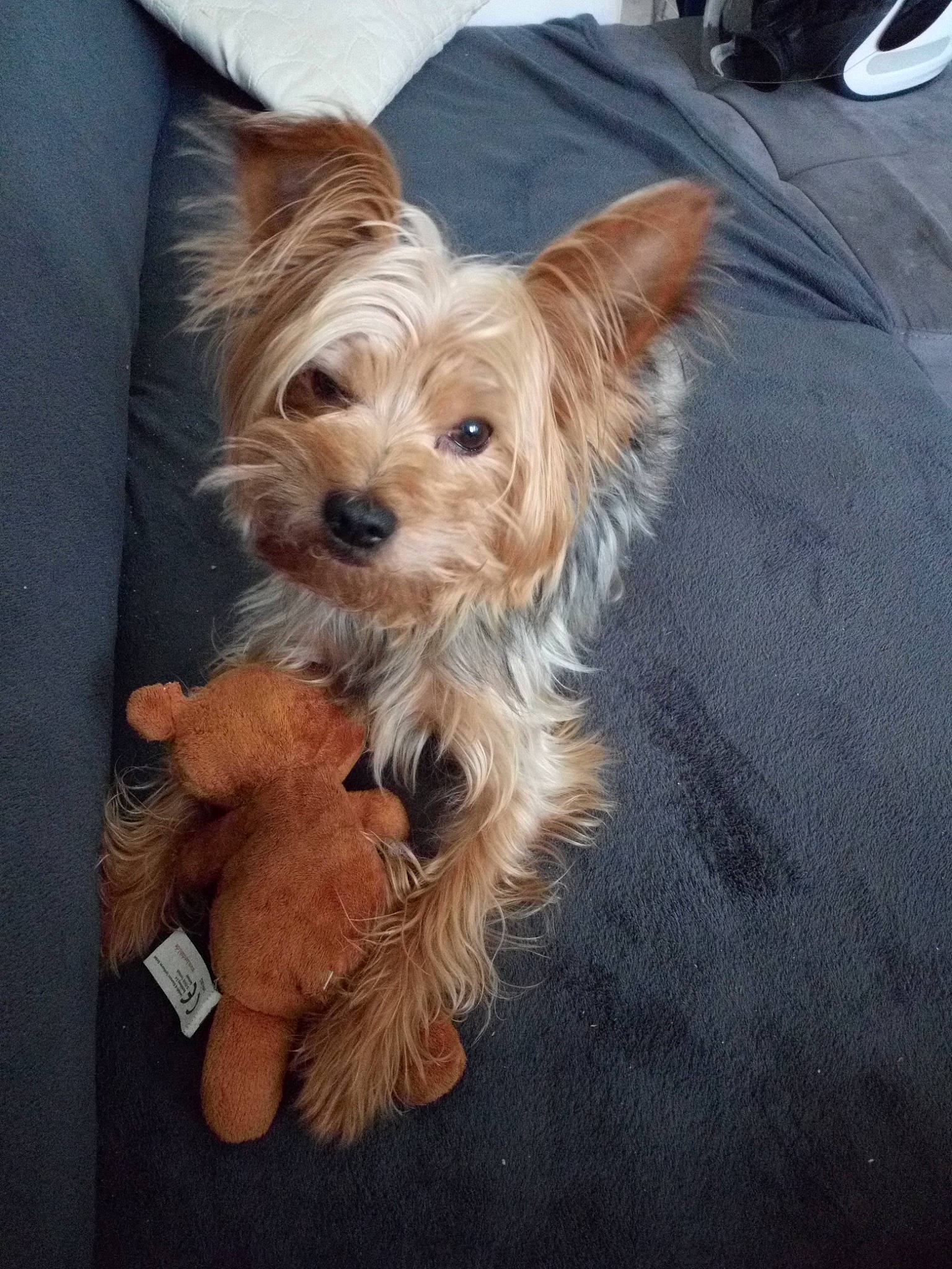 Jimmy a rejoint le concours — aidez-le/la à gagner de superbes lots ! biewer_terrier, canidae, carnivore, companion_dog, dog, dog_breed, dog_supply, fawn, fur, liver, maltepoo, mammal, small_terrier, snout, sporting_group, terrier, toy_dog, water_dog, working_animal, yorkipoo