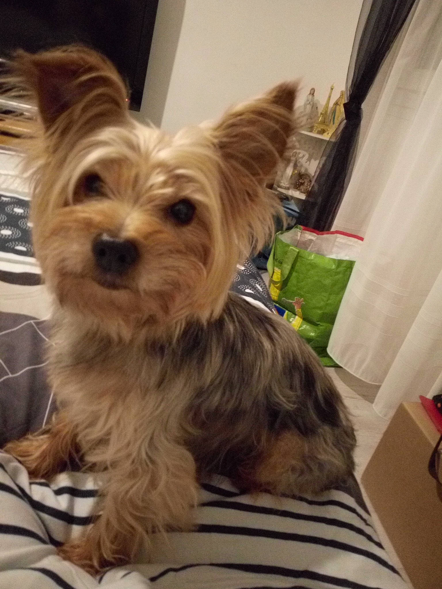 Jimmy a rejoint le concours — aidez-le/la à gagner de superbes lots ! biewer_terrier, canidae, carnivore, companion_dog, curtain, dog, dog_breed, dog_supply, event, fawn, fur, small_terrier, snout, sporting_group, terrier, toy_dog, working_animal, yorkipoo