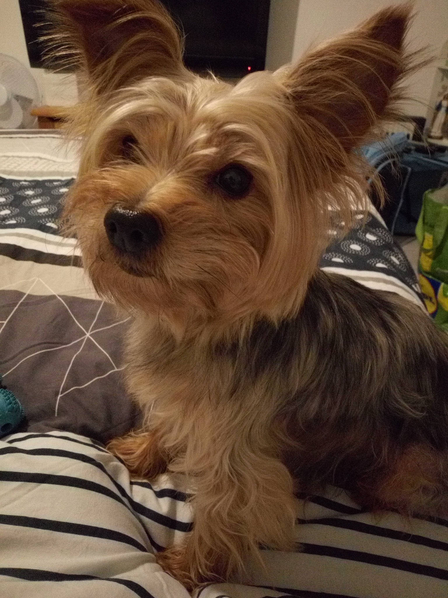 Jimmy a rejoint le concours — aidez-le/la à gagner de superbes lots ! australian_terrier, biewer_terrier, canidae, carnivore, companion_dog, dog, dog_breed, dog_supply, fashion_accessory, fawn, fur, liver, small_terrier, snout, sporting_group, terrier, toy_dog, working_animal, yorkipoo, yorkshire_terrier