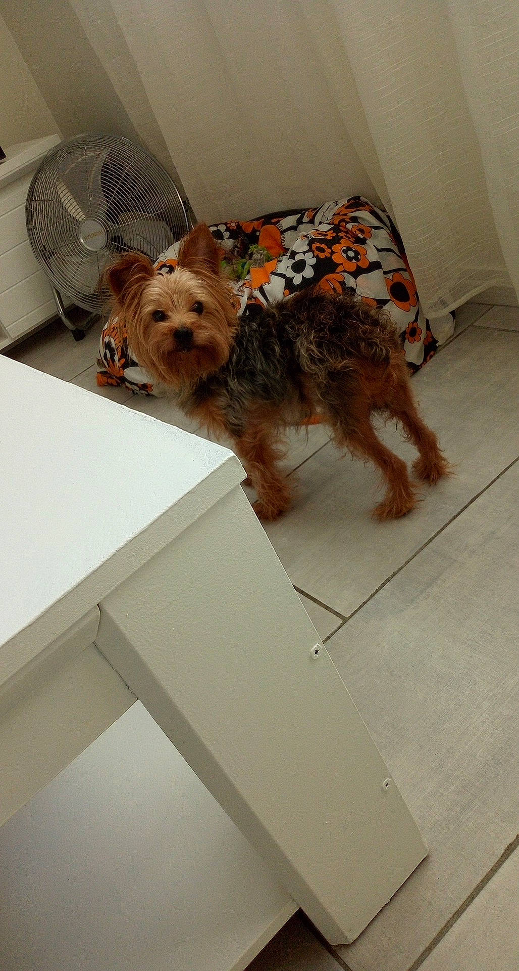 Jimmy a rejoint le concours — aidez-le/la à gagner de superbes lots ! bathing, canidae, carnivore, companion_dog, dog, dog_breed, dog_clothes, dog_supply, fawn, flooring, fur, mechanical_fan, non_sporting_group, poodle_crossbreed, small_terrier, sporting_group, terrier, tile, toy_dog, yorkshire_terrier