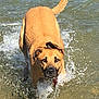 dog, water, splash, outdoor, animal, canine, wet, running, nature, summer, playful, brown, pet, active, daylight, lake, shallow_water, motion, energetic, happy