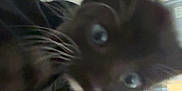 Rex joined the competition — help win amazing prizes! kitten, cat, black_cat, blue_eyes, close_up, blurry, indoor, person, arm, television, screen, hand, feline, pet, curious, whiskers, fur, home, blanket, couch