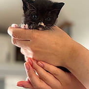 Rex joined the competition — help win amazing prizes! kitten, black_cat, hands, cute, pet, animal, whiskers, feline, small, fluffy, indoor, close_up, soft_focus, domestic_animal, young, mammal, holding, pink_paws, curious, blurred_background