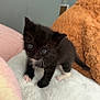 Rex is registered to the contest to win money with this photo: kitten, black_and_white, blue_eyes, fluffy_blanket, soft_texture, cozy, indoor, pet, small, cute, animal, feline, young, curious, whiskers, paws, fur, resting_place, closeup, adorable