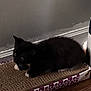 Rex is registered to the contest to win money with this photo: kitten, cat, black_cat, white_paws, scratch_pad, floor, wooden_floor, wall, pet, animal, indoor, curious, small, feline, cute, resting, young, domestic_cat, furry, quiet