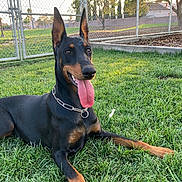 Frida joined the competition — help win amazing prizes! animal, canine, collar, daytime, doberman, dog, ears_up, fence, grass, greenery, happy, lying_down, nature, outdoor, park, pet, playful, summer, sunlight, tongue_out