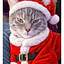 animal, belt, cat, closeup, costume, cute, ears, expression, feline, festive, gray_tabby, holiday_costume, indoor, pet, portrait, red_clothing, santa_claus_outfit, santa_hat, whiskers, white_fur_trim