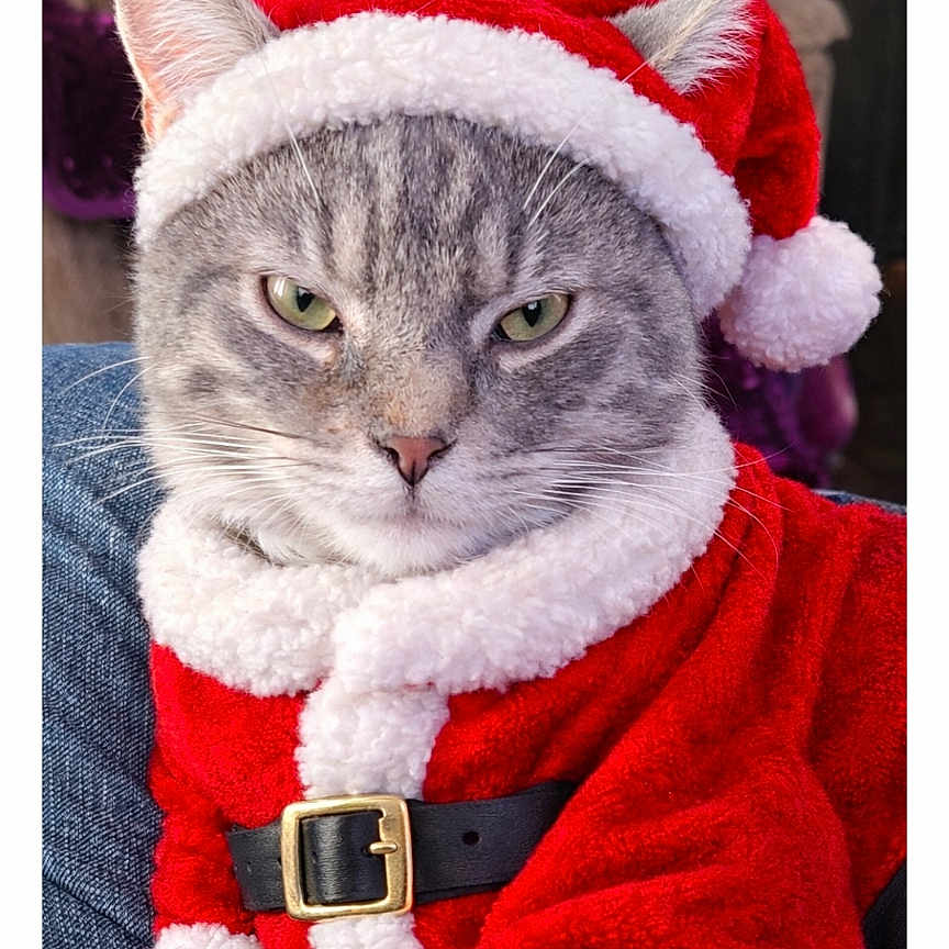 Grumpy Bear is registered to the contest to win money with this photo: animal, belt, cat, closeup, costume, cute, ears, expression, feline, festive, gray_tabby, holiday_costume, indoor, pet, portrait, red_clothing, santa_claus_outfit, santa_hat, whiskers, white_fur_trim