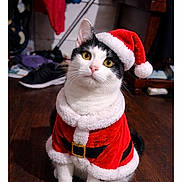 Checkers joined the competition — help win amazing prizes! cat, santa_hat, santa_claus_outfit, black_and_white_cat, indoor, wooden_floor, pet, holiday, christmas, costume, cute, animal, feline, yellow_eyes, fur, sitting, looking_up, domestic, festive, adorable