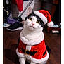 adorable, animal, black_and_white_cat, cat, christmas, costume, cute, domestic, feline, festive, fur, holiday, indoor, looking_up, pet, santa_claus_outfit, santa_hat, sitting, wooden_floor, yellow_eyes