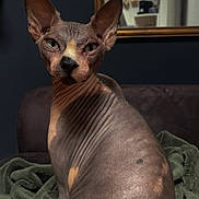 Kinaï a rejoint le concours — aidez-le/la à gagner de superbes lots ! sphynx_cat, cat, hairless_cat, pet, indoor, blanket, couch, mirror, mugs, wrinkles, ears, green_blanket, domestic_animal, feline, portrait, animal, looking_at_camera, household, cozy, furniture