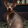 sphynx_cat, cat, hairless_cat, pet, indoor, blanket, couch, mirror, mugs, wrinkles, ears, green_blanket, domestic_animal, feline, portrait, animal, looking_at_camera, household, cozy, furniture