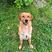 Hortone participe au concours pour gagner de l'argent avec cette photo : dog, golden_retriever, grass, flowers, greenery, outdoor, nature, canine, happy, pet, animal, sitting, fur, smiling, leaf, bush, daylight, playful, mammal, park