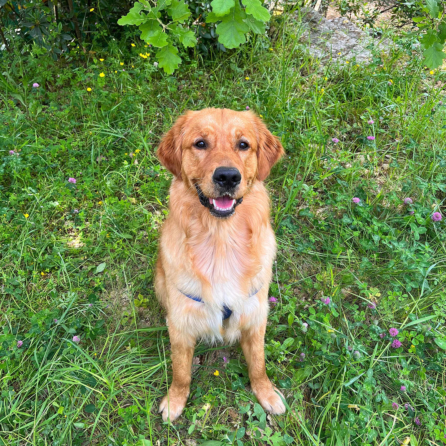 Hortone participe au concours pour gagner de l'argent avec cette photo : animal, bush, canine, daylight, dog, flowers, fur, golden_retriever, grass, greenery, happy, leaf, mammal, nature, outdoor, park, pet, playful, sitting, smiling