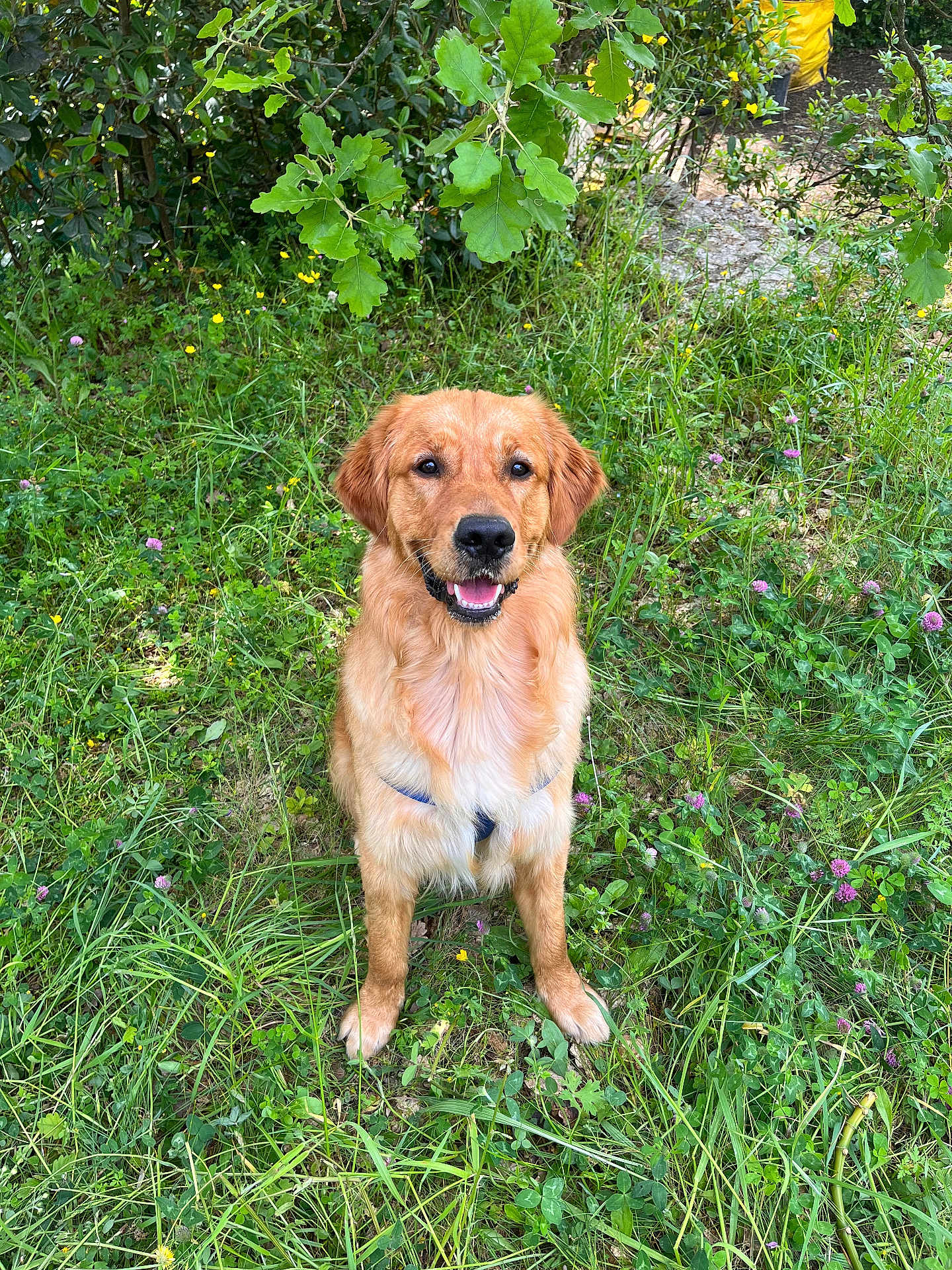 Hortone participe au concours pour gagner de l'argent avec cette photo : dog, golden_retriever, grass, flowers, greenery, outdoor, nature, canine, happy, pet, animal, sitting, fur, smiling, leaf, bush, daylight, playful, mammal, park