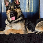 Storm joined the competition — help win amazing prizes! dog, german_shepherd, heterochromia, tongue_out, pet, animal, indoor, curtain, blanket, fur, ears, lying_down, canine, portrait, relaxed, companion, domestic_animal, mammal, cute, house