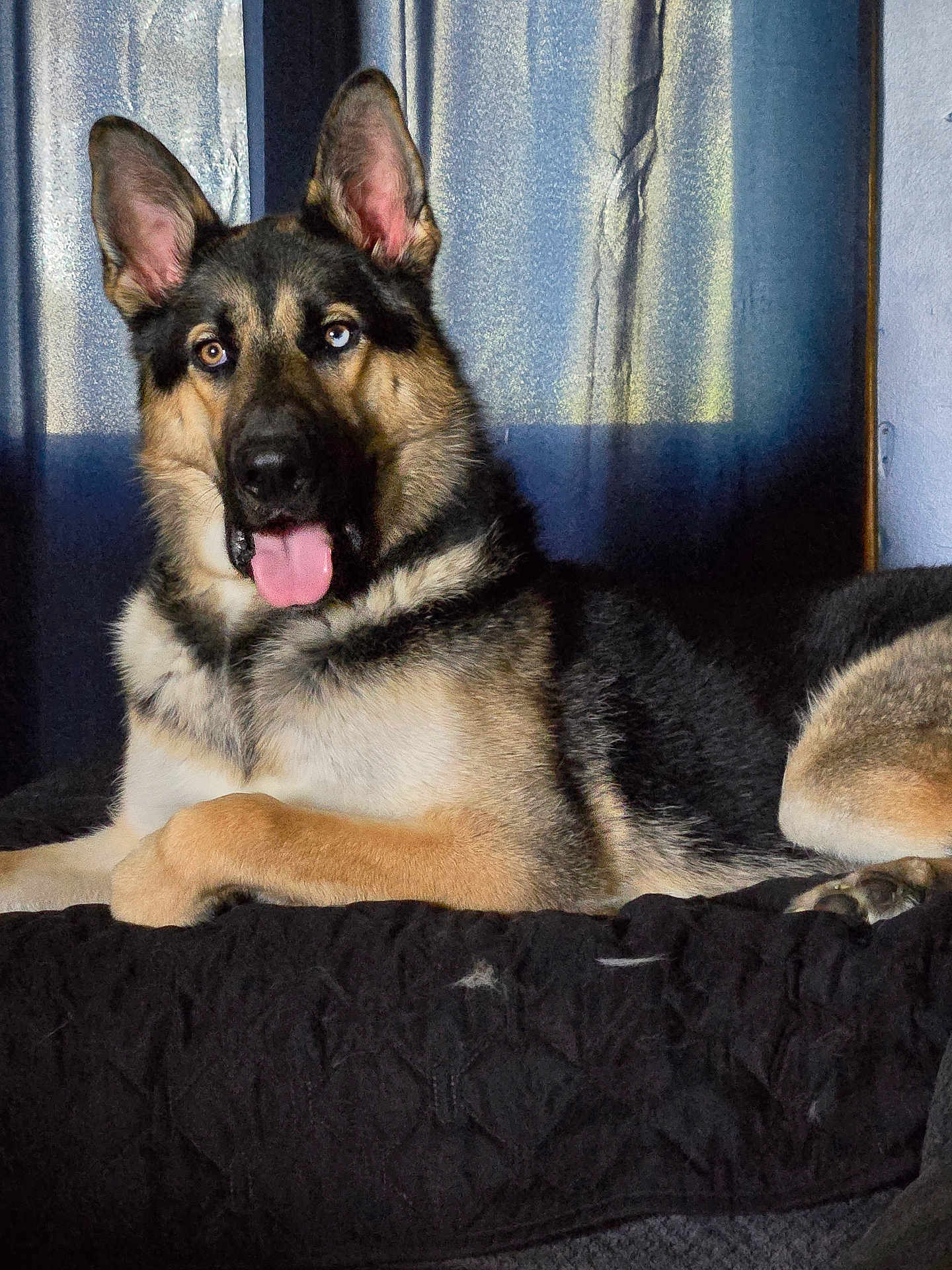 Storm joined the competition — help win amazing prizes! dog, german_shepherd, heterochromia, tongue_out, pet, animal, indoor, curtain, blanket, fur, ears, lying_down, canine, portrait, relaxed, companion, domestic_animal, mammal, cute, house