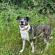 Calie a rejoint le concours — aidez-le/la à gagner de superbes lots ! dog, canine, animal, grass, greenery, outdoor, nature, happy, smiling, pet, fur, collar, field, wild_plants, summer, daylight, mammal, standing, leaf, environment