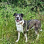 dog, canine, animal, grass, greenery, outdoor, nature, happy, smiling, pet, fur, collar, field, wild_plants, summer, daylight, mammal, standing, leaf, environment