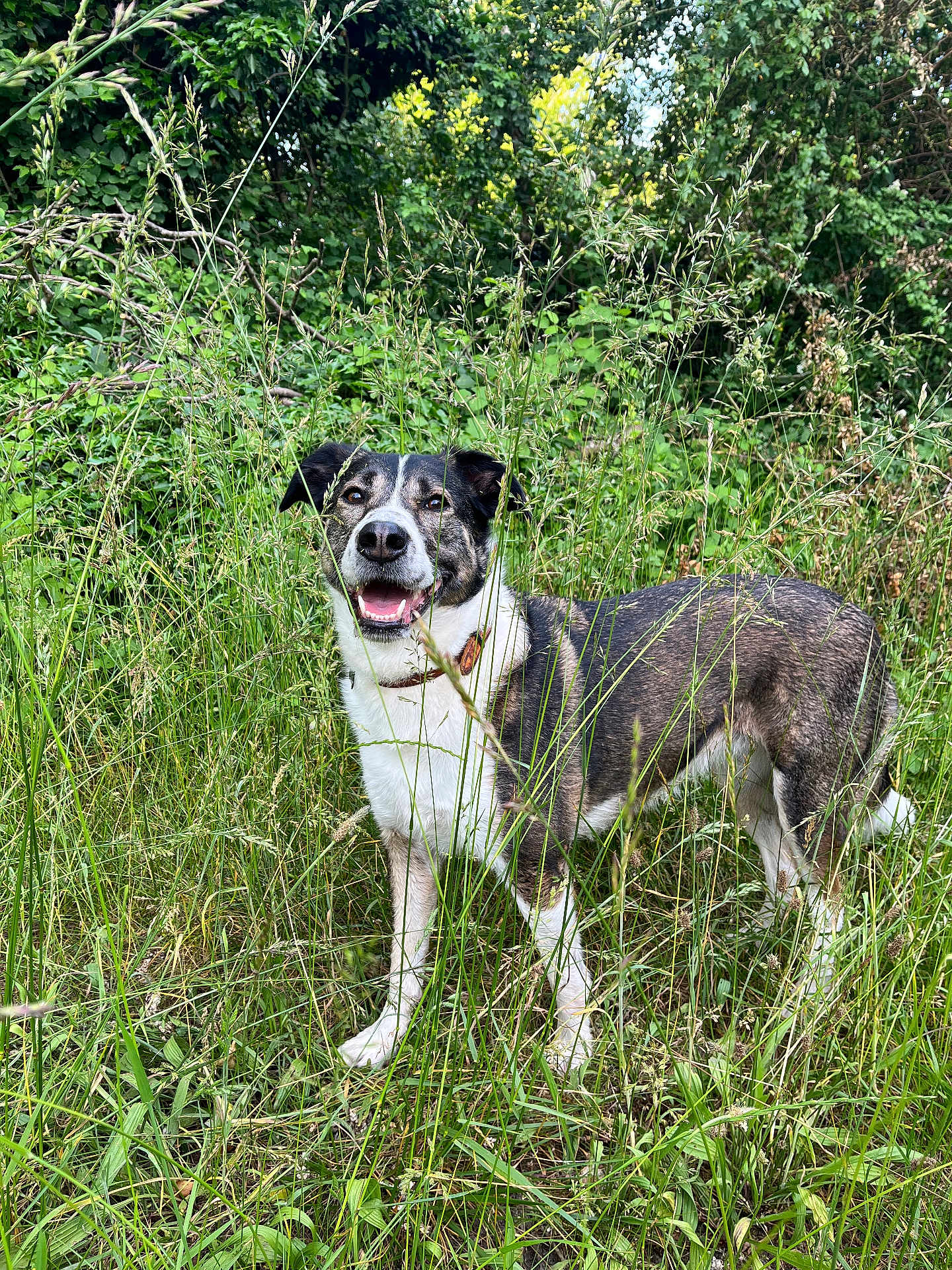 Calie a rejoint le concours — aidez-le/la à gagner de superbes lots ! dog, canine, animal, grass, greenery, outdoor, nature, happy, smiling, pet, fur, collar, field, wild_plants, summer, daylight, mammal, standing, leaf, environment